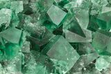 Fluorescent Green Fluorite w/ Galena - Diana Maria Mine, England #208883-3